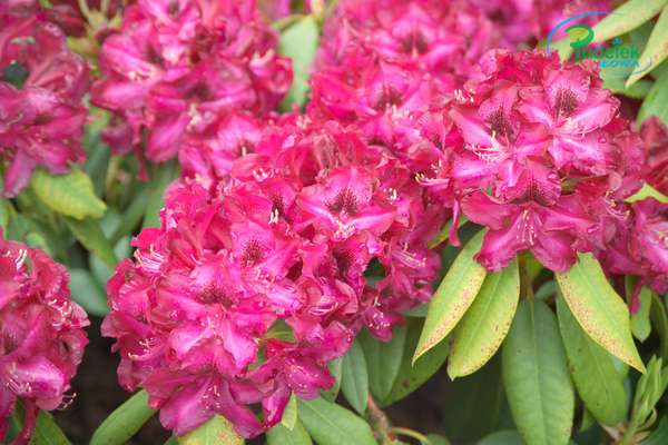 Rhododendron Midnight Leady
